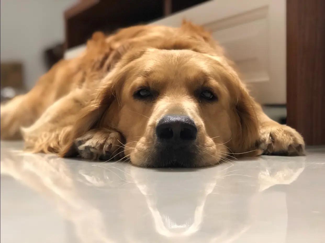 Canine Distemper Transmission