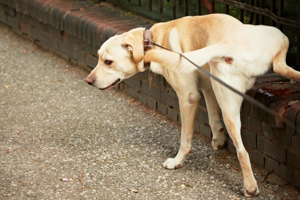 Dog Urine Yellowing Solutions: Essential Health Insights
