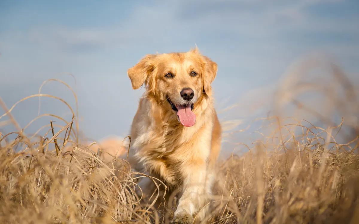 Golden Retriever Image 2