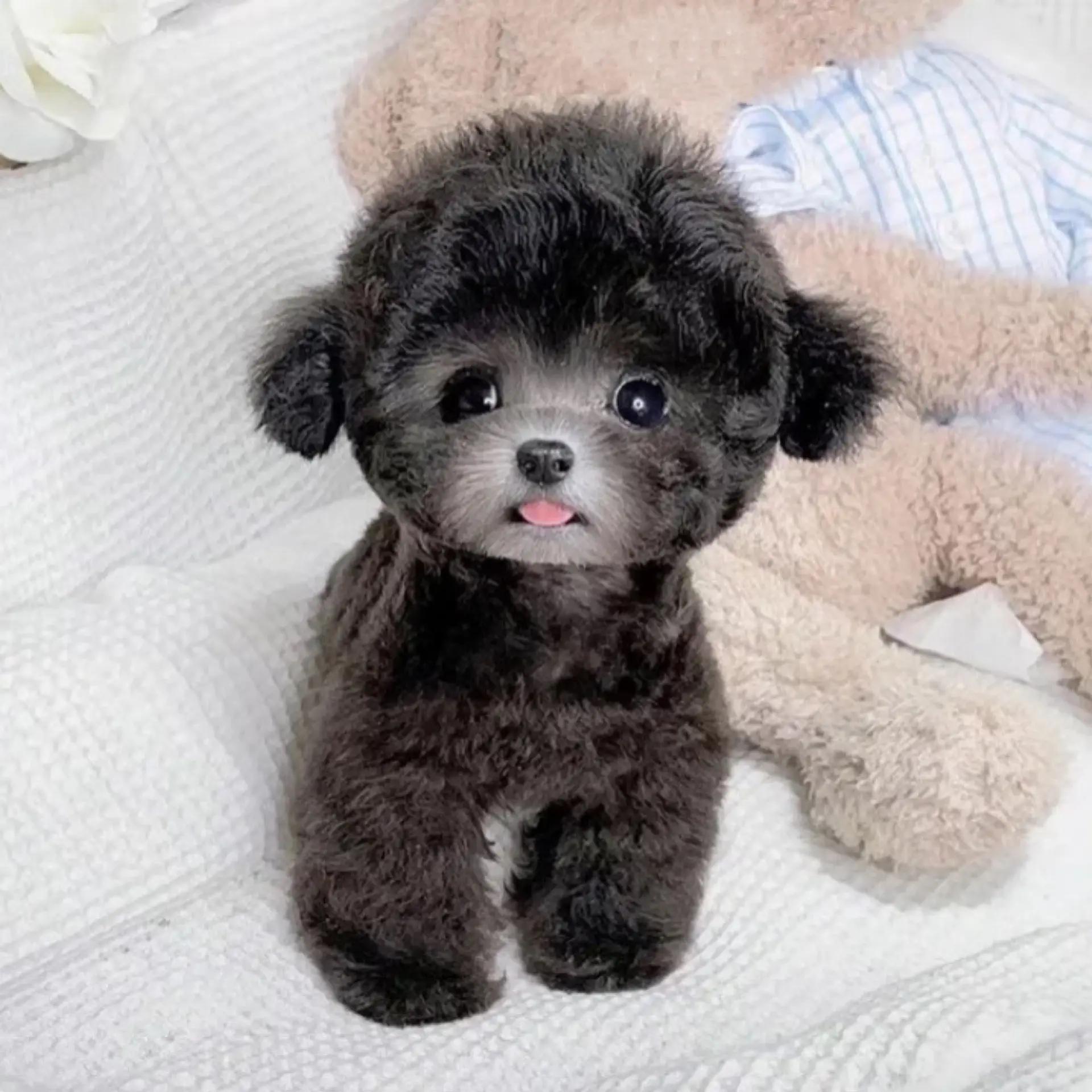 Teddy puppy image