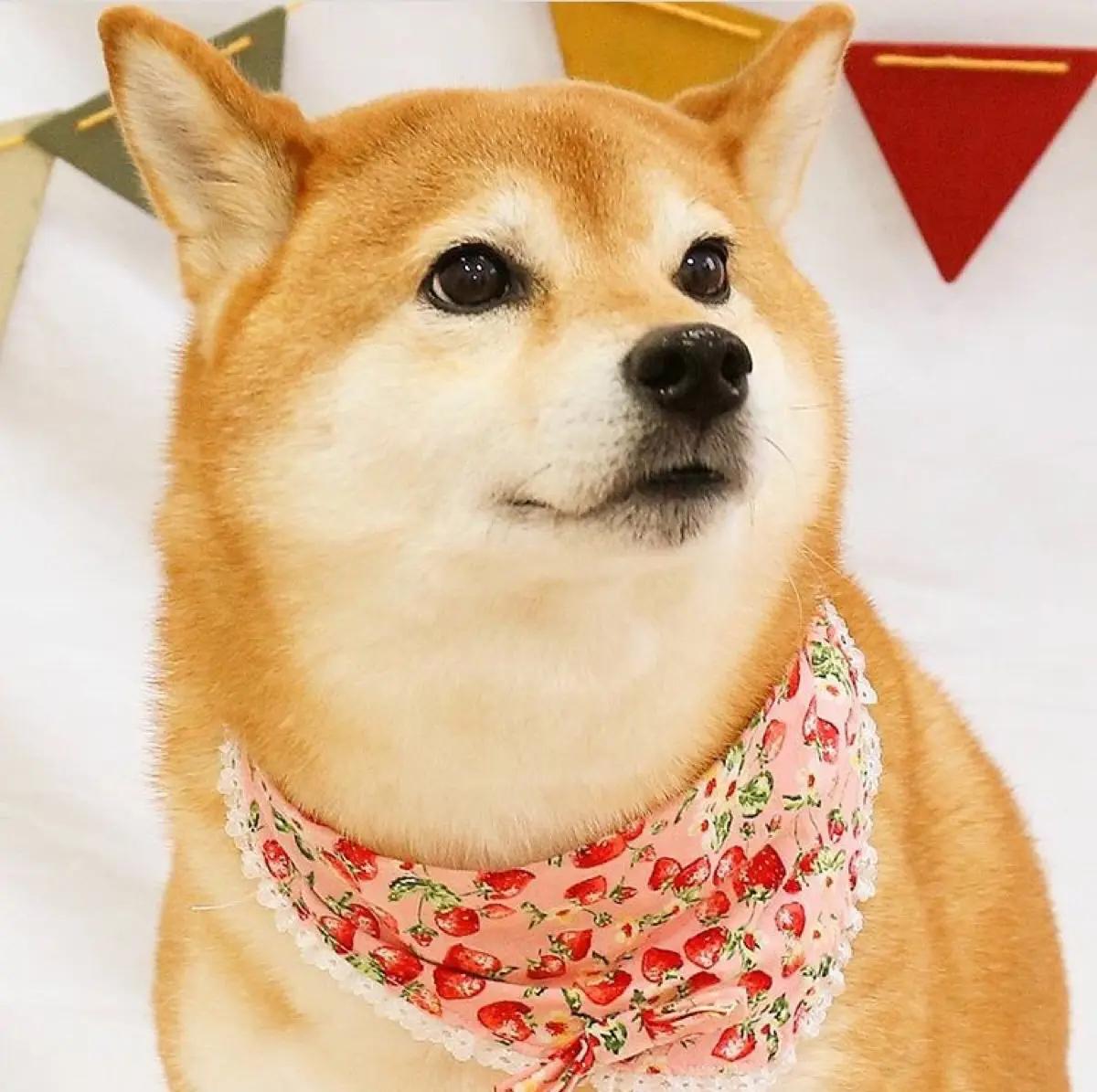 Shiba Inu Care