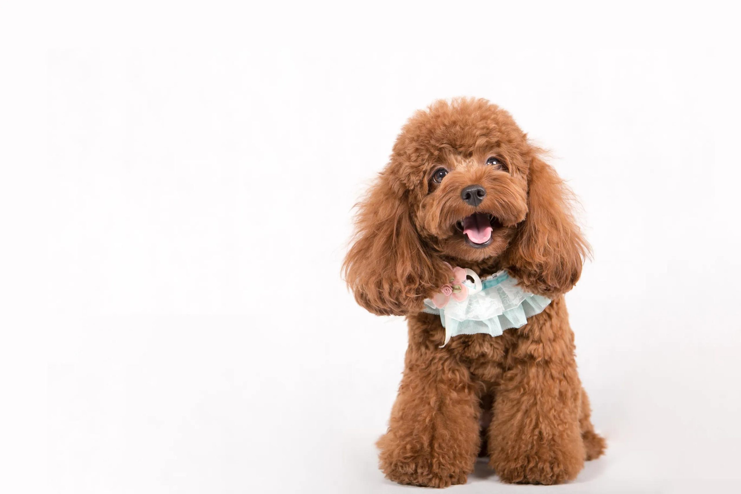 Teddy Dog Behavior Explained: Hidden Messages Behind Licking