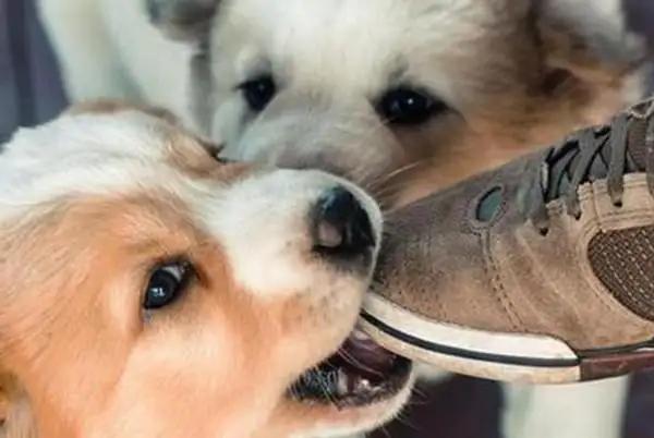 Dog Biting Heels Explained: Instincts & Meanings