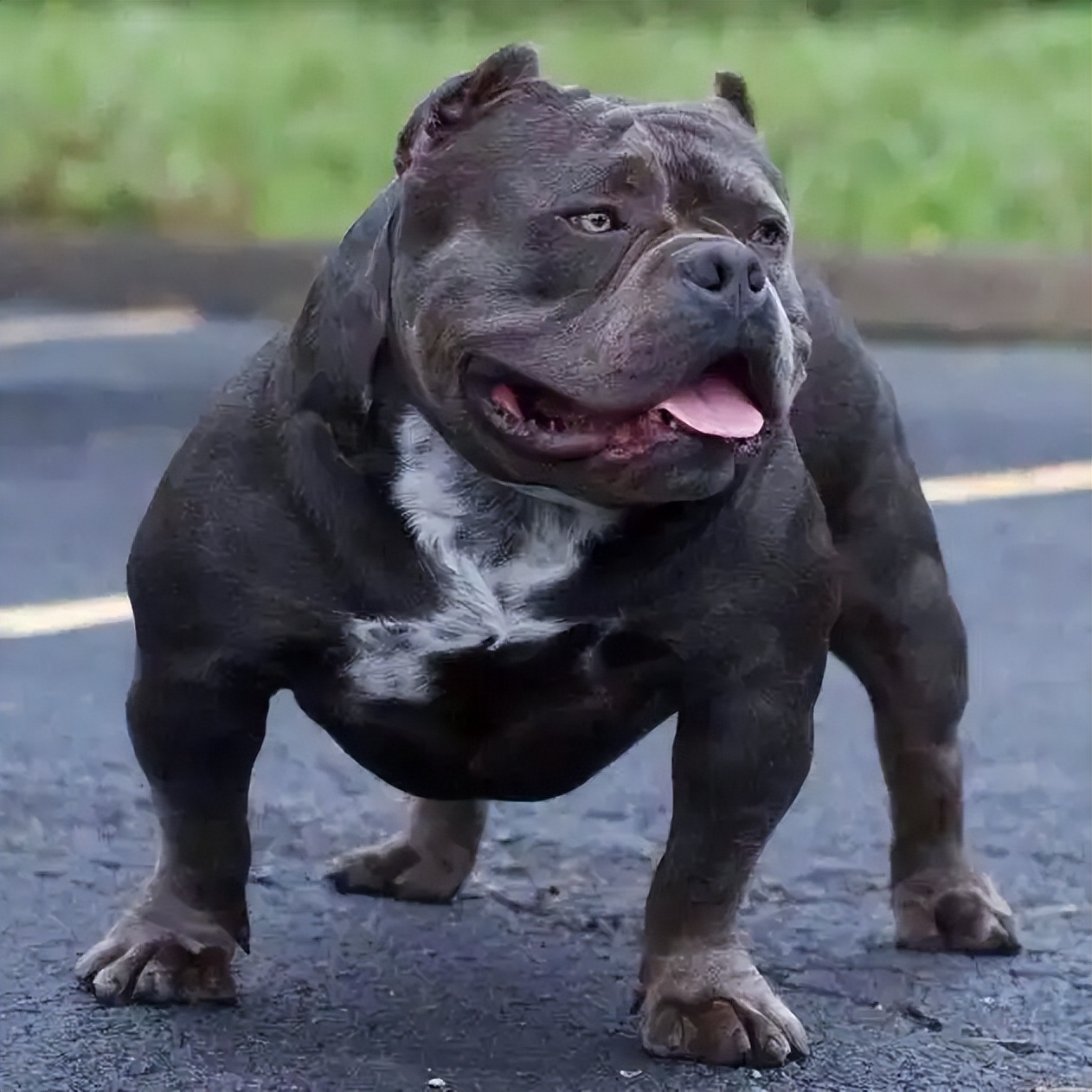 American Bully Physique