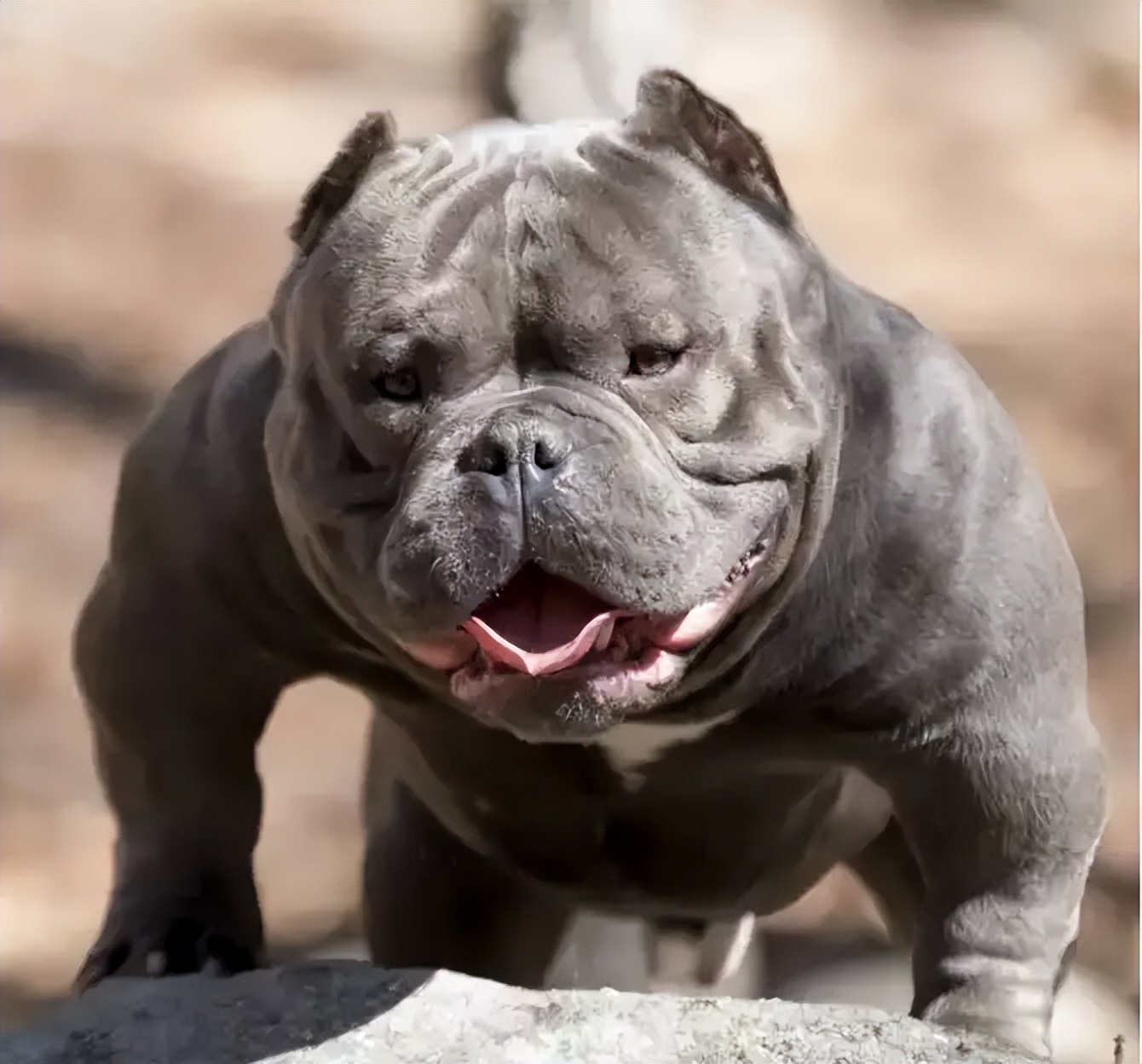 American Bully Popularity: Key Reasons to Love This Breed