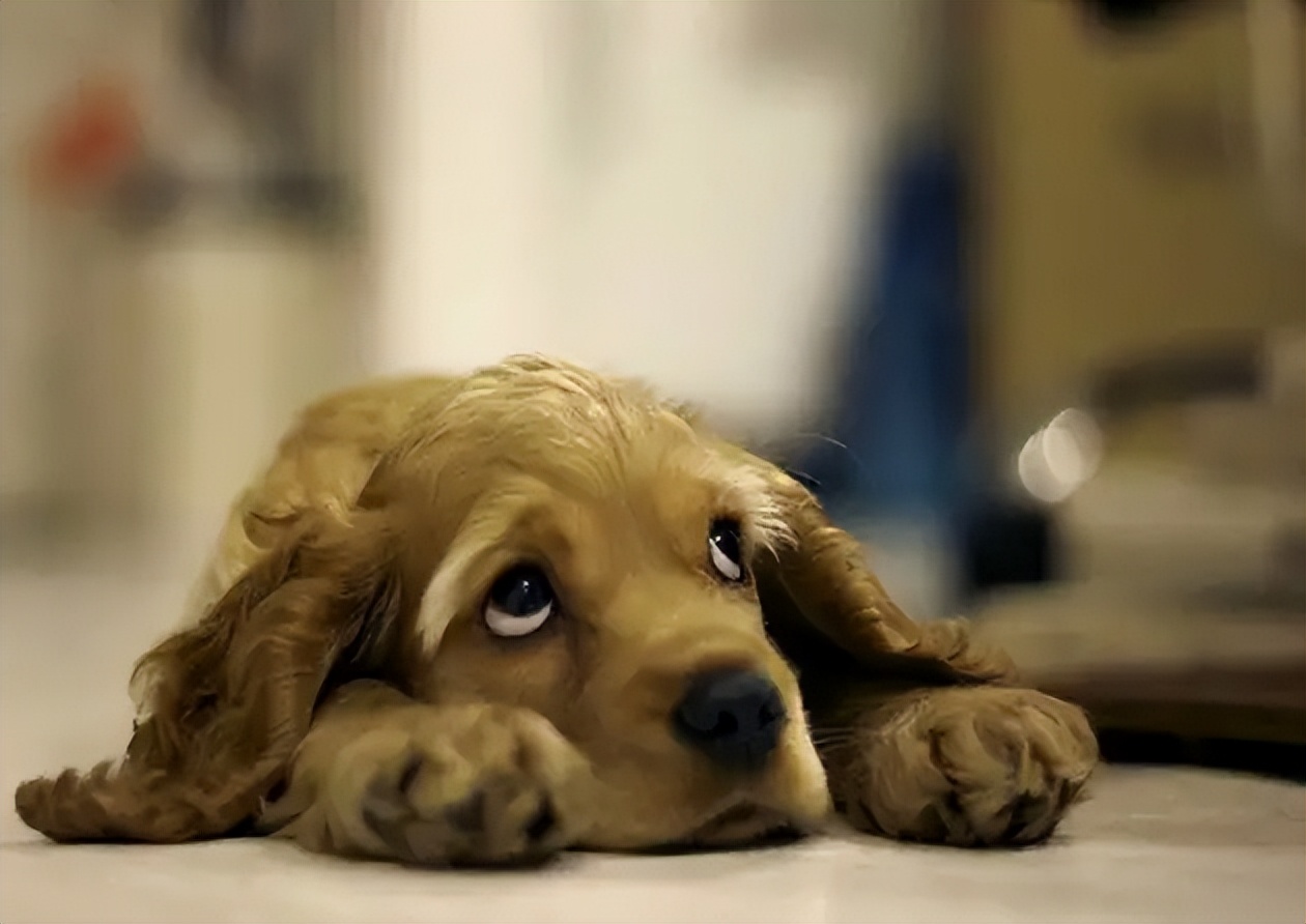 Dog Image 2
