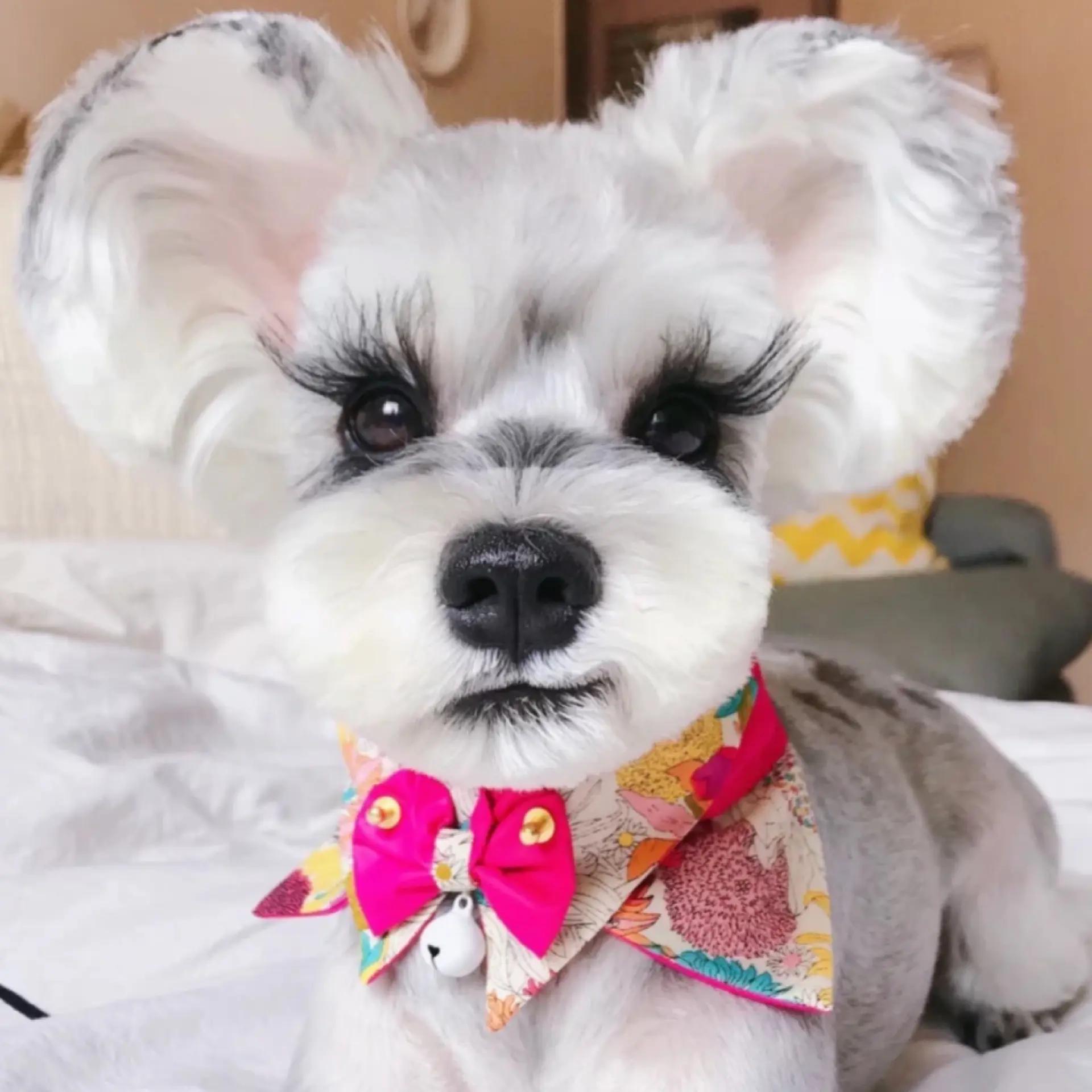 Schnauzer