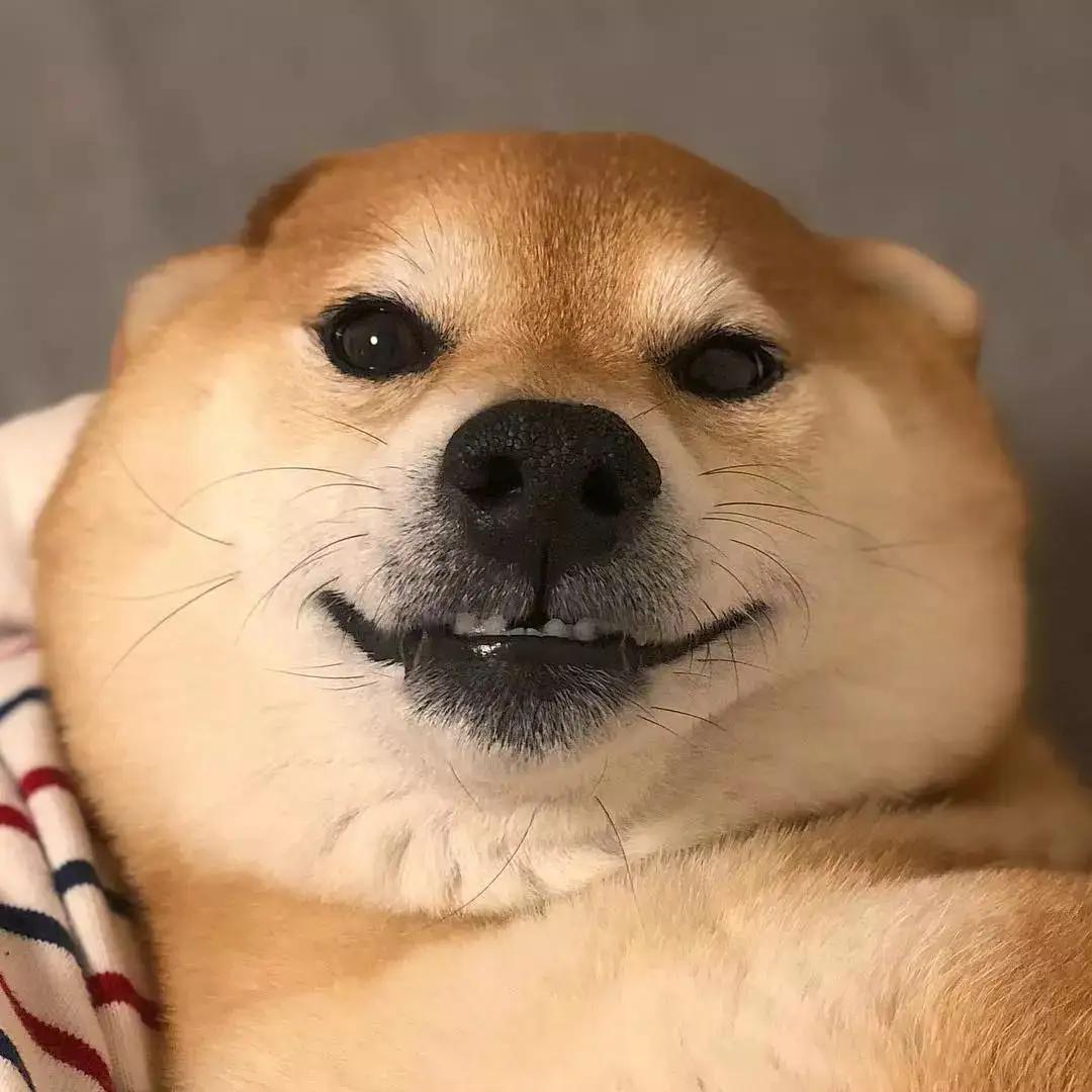Shiba Inu Popularity: Unmatched Loyalty, Never Look Back