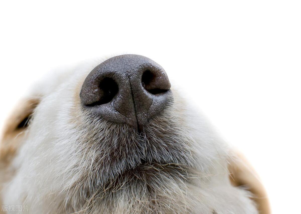 How to Buy a Healthy Dog: 3 Easy Tips