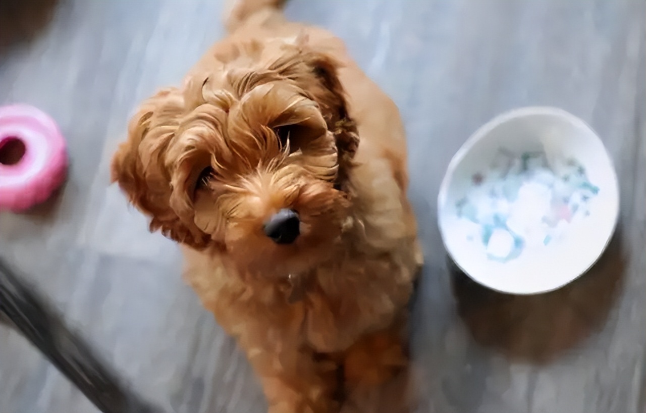 Poodle Care Tips: 6 Must-Know Tips for Happy Dogs
