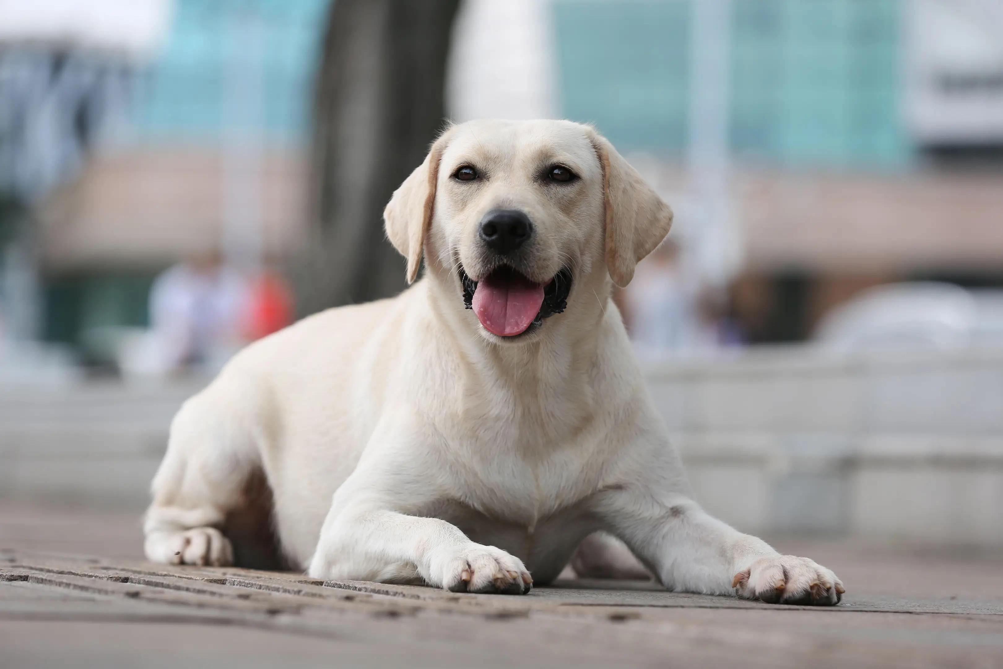 Dog Image 2