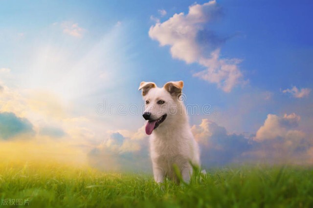 How to Buy a Healthy Dog: 3 Easy Tips