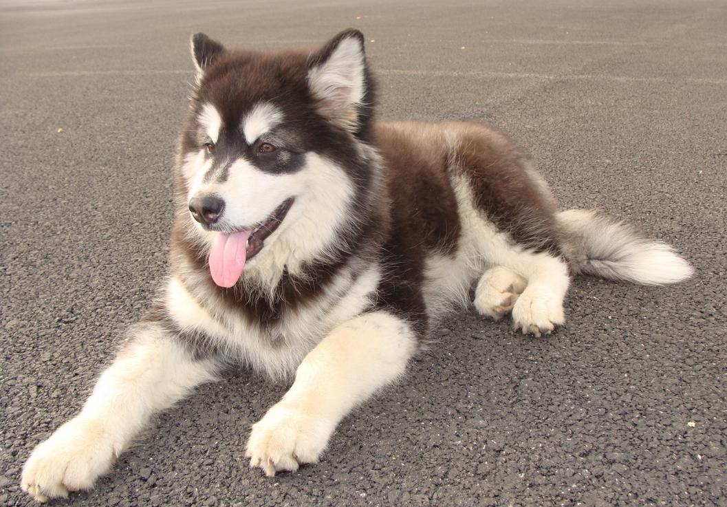 Dog Image 4