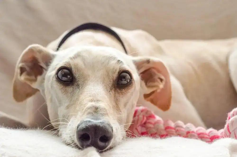 Dog Disc Disease Causes & Prevention Tips