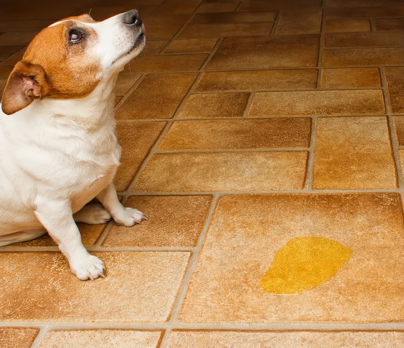 Dog Urine Yellowing Solutions: Essential Health Insights