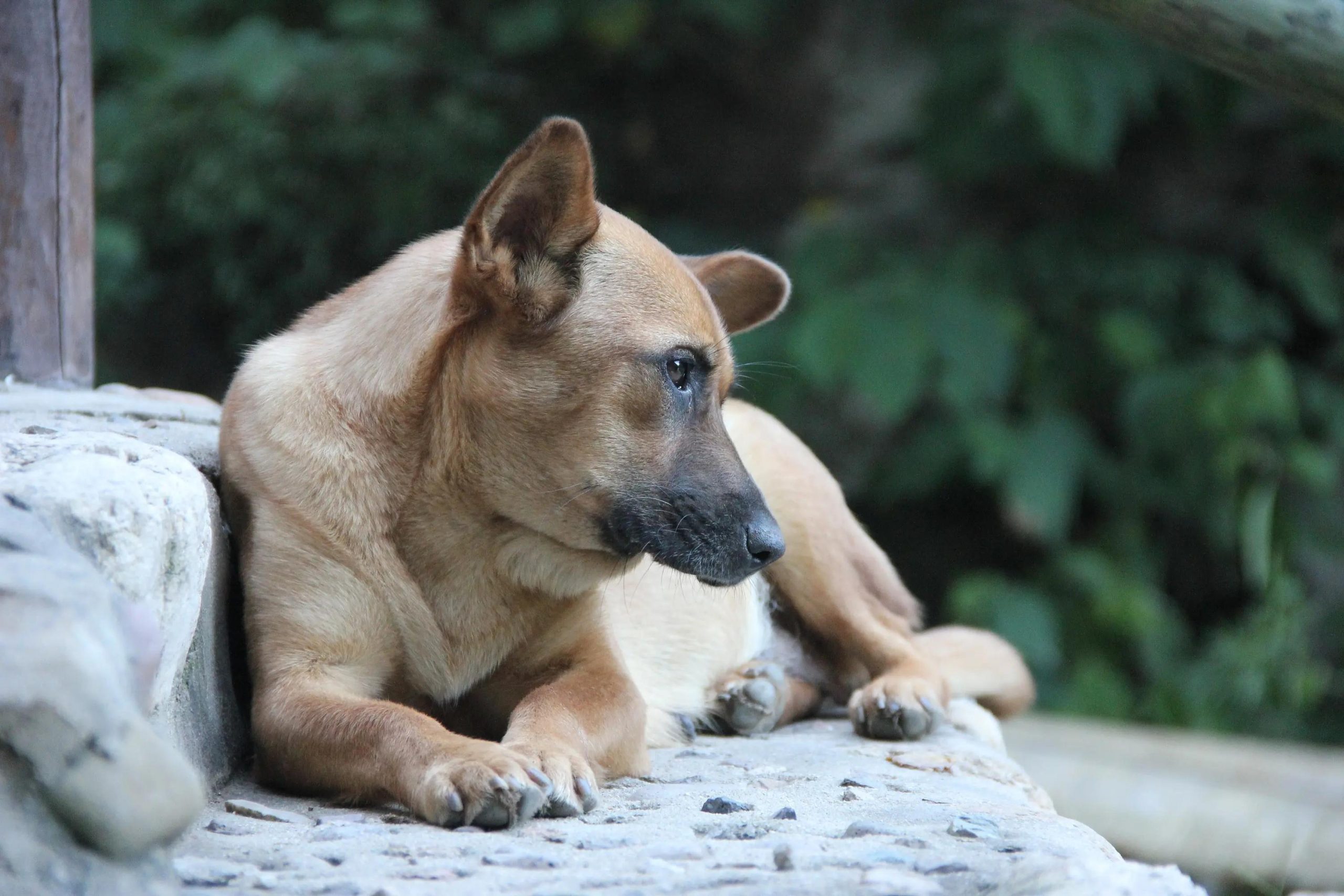 Dog Salt Intake: Health Risks & Safe Amounts