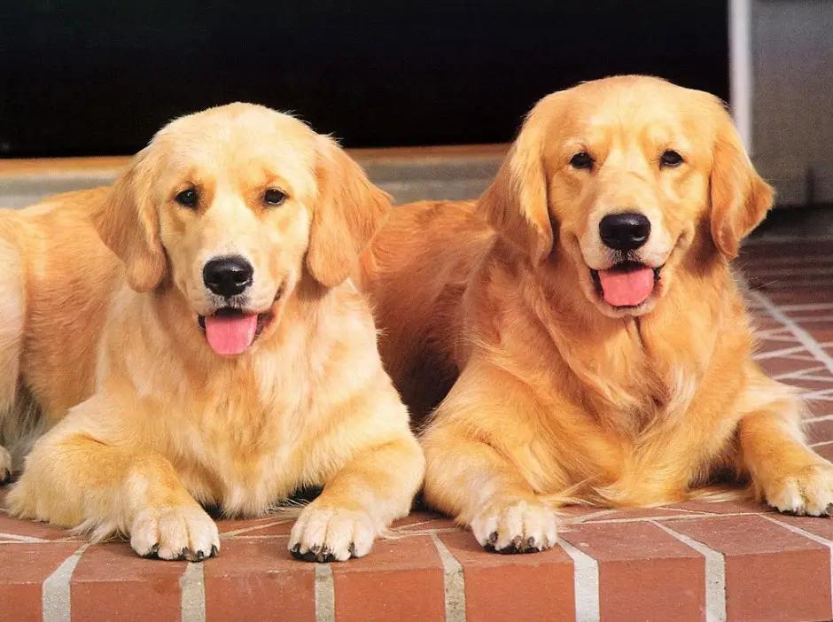Golden Retriever Image 5