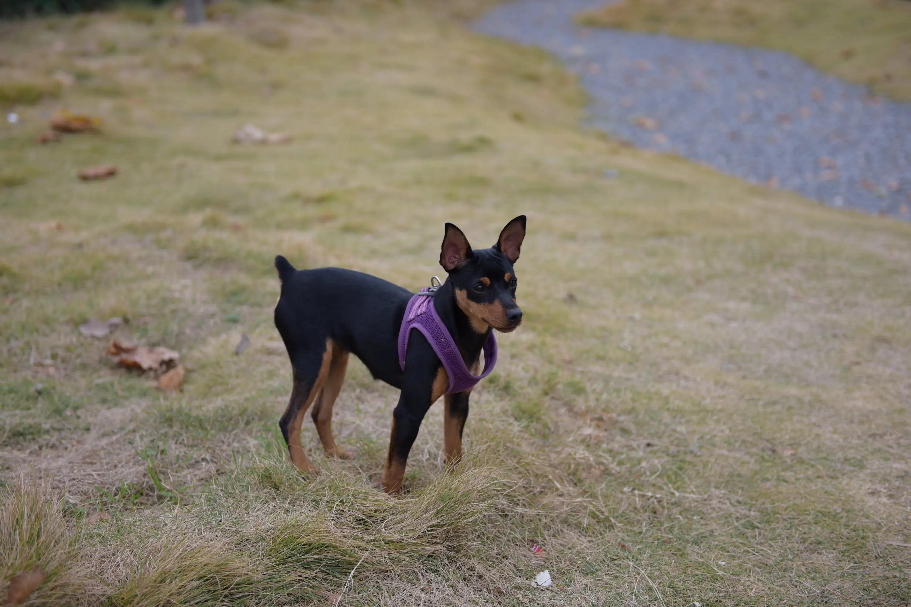 Miniature Pinscher Image 1