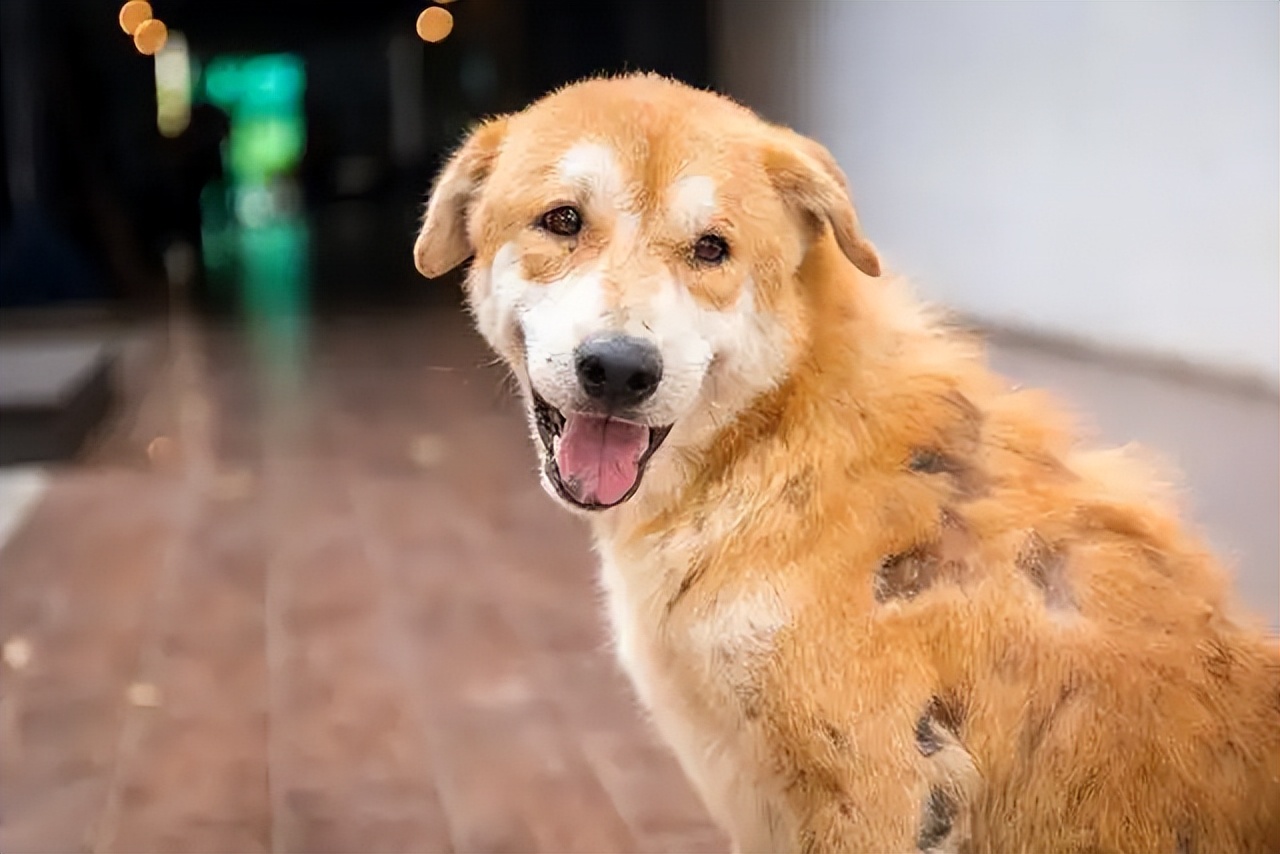 Dog Parasite Symptoms: Key Signs & Prevention Tips