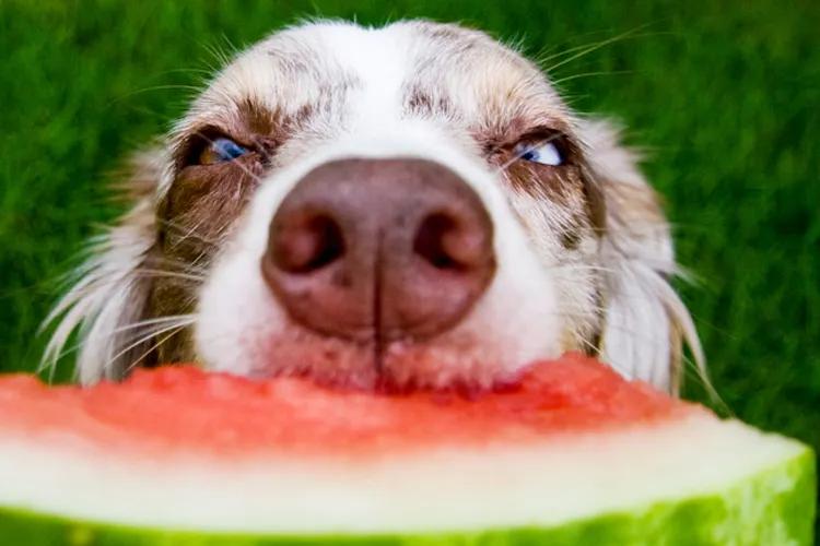 Heatstroke Symptoms