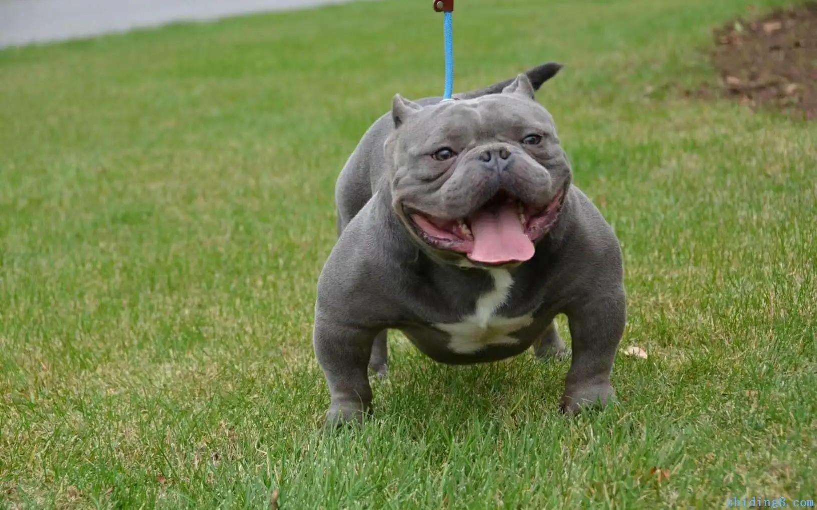 Quiet American Bully