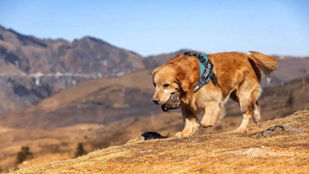 5 Dog Breeds Prone to Weight Gain: Is Yours at Risk?