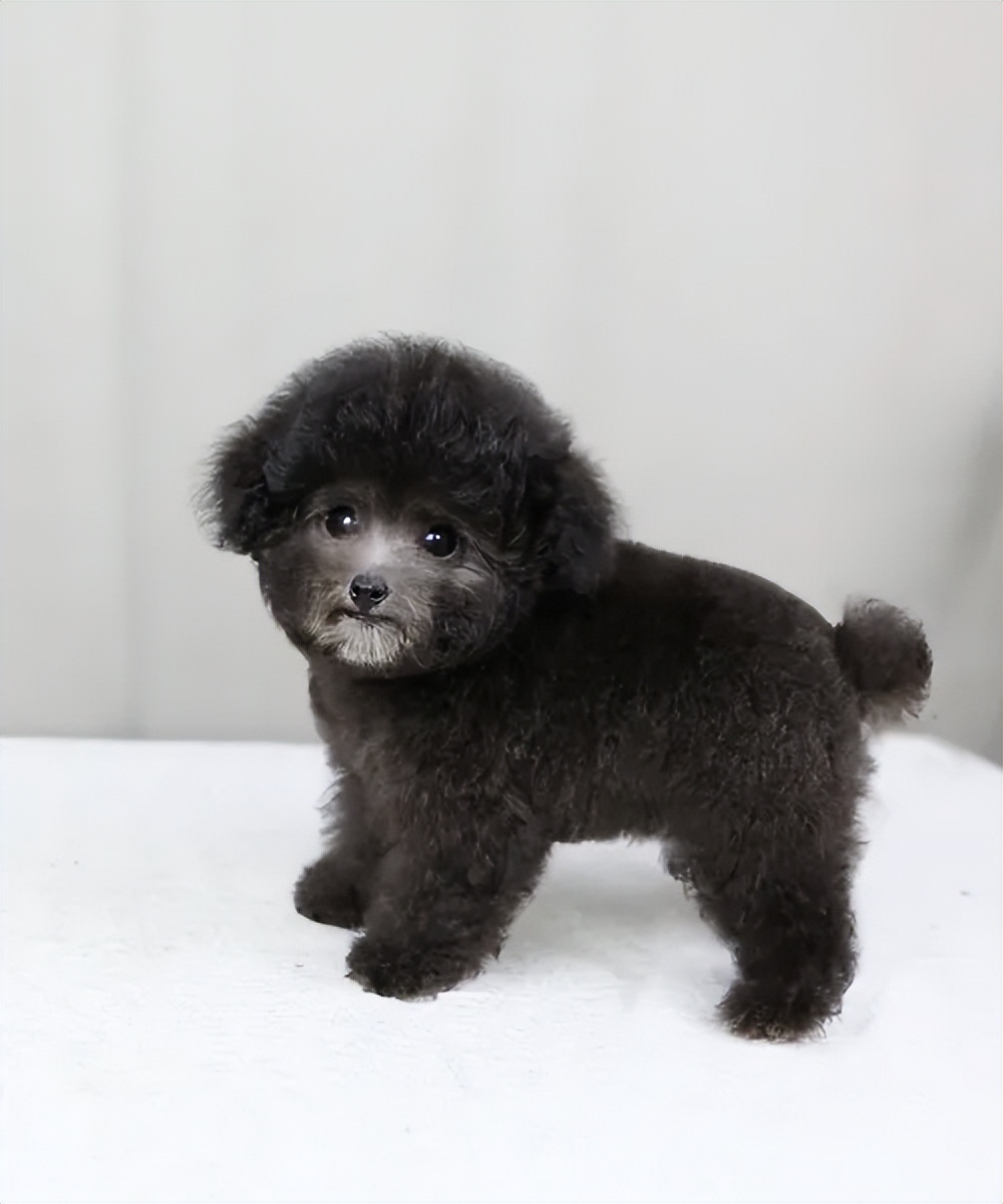 Teddy bone health image
