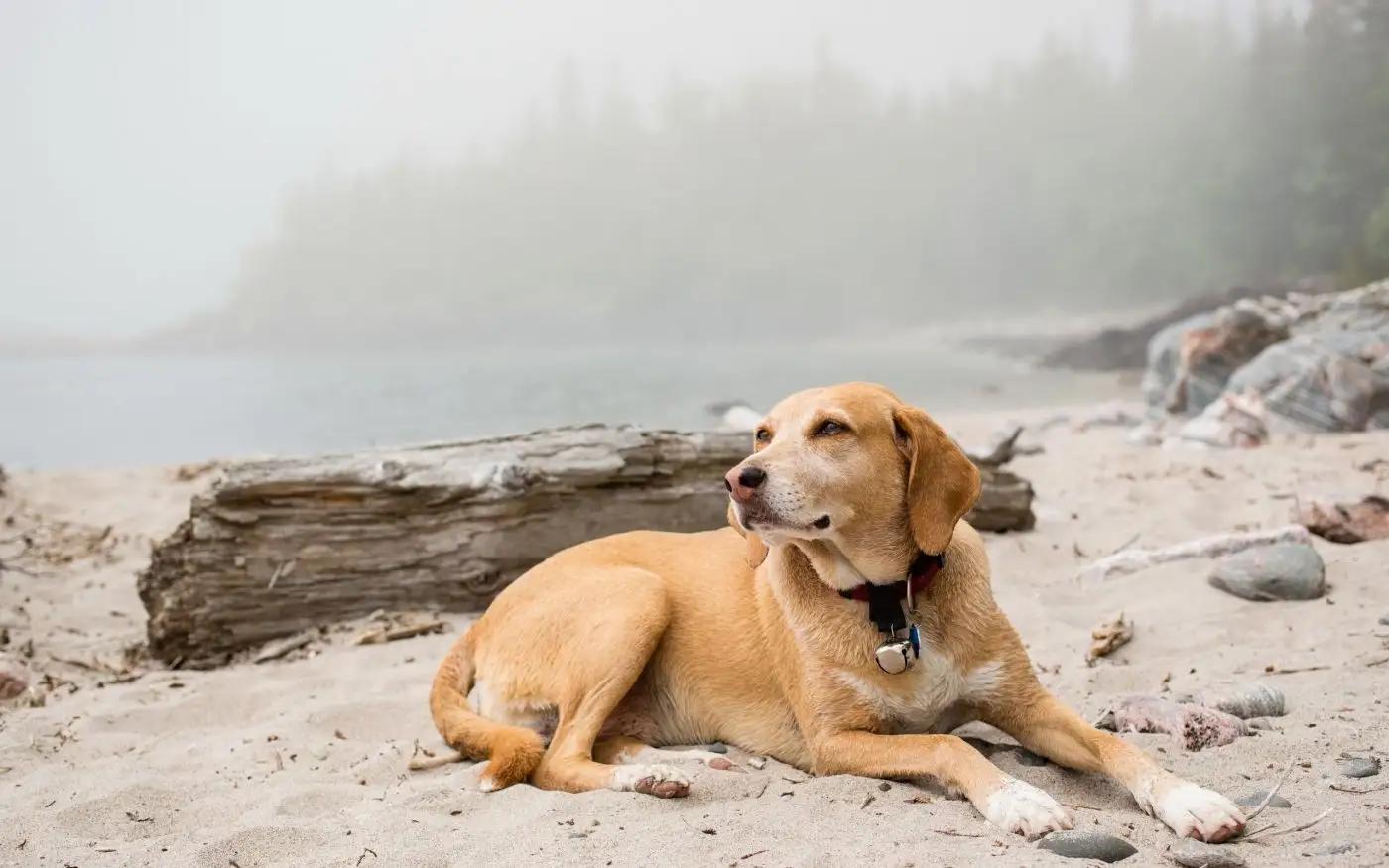 Dog Care Tips: Avoid Harmful Mistakes for a Healthy Pet