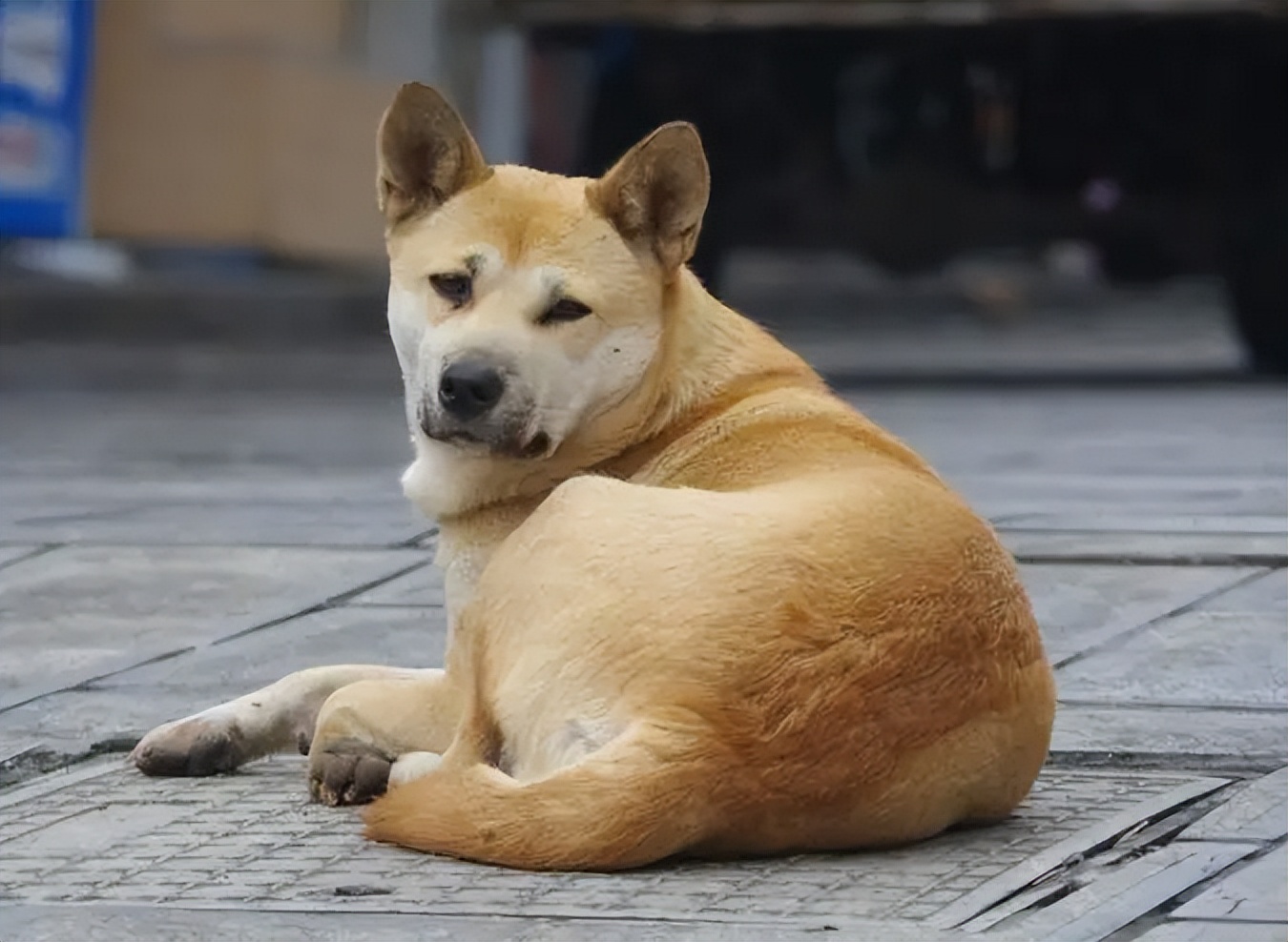Loyal Dog Breeds: Unwavering Loyalty and Unique Bond