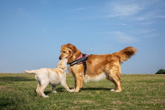 Puppies Image