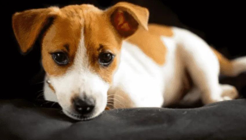 Dog Distemper Symptoms and Prevention Tips