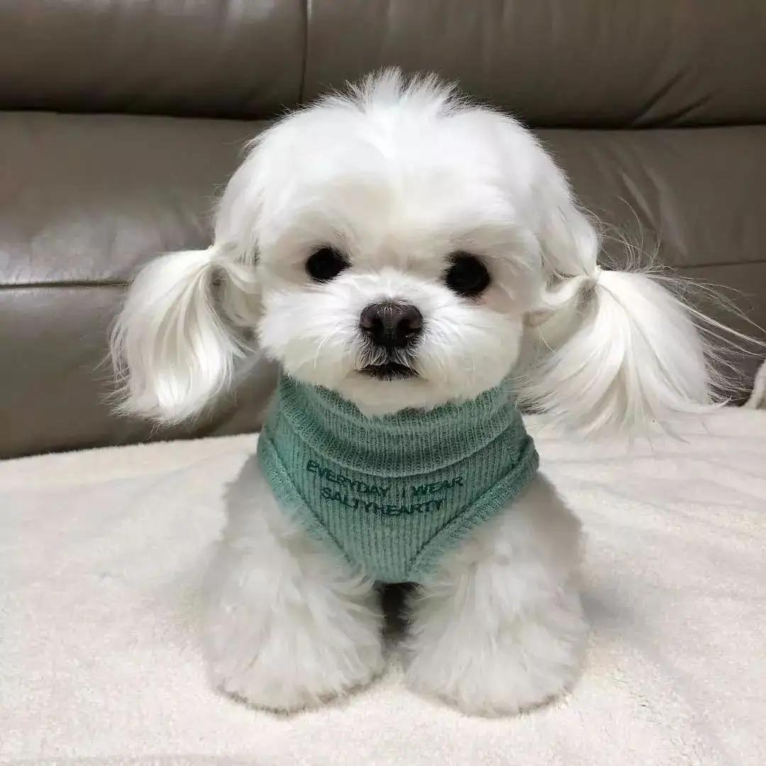 Best Dogs for Beginners: Cute, Odor-Free, Highly Recommended