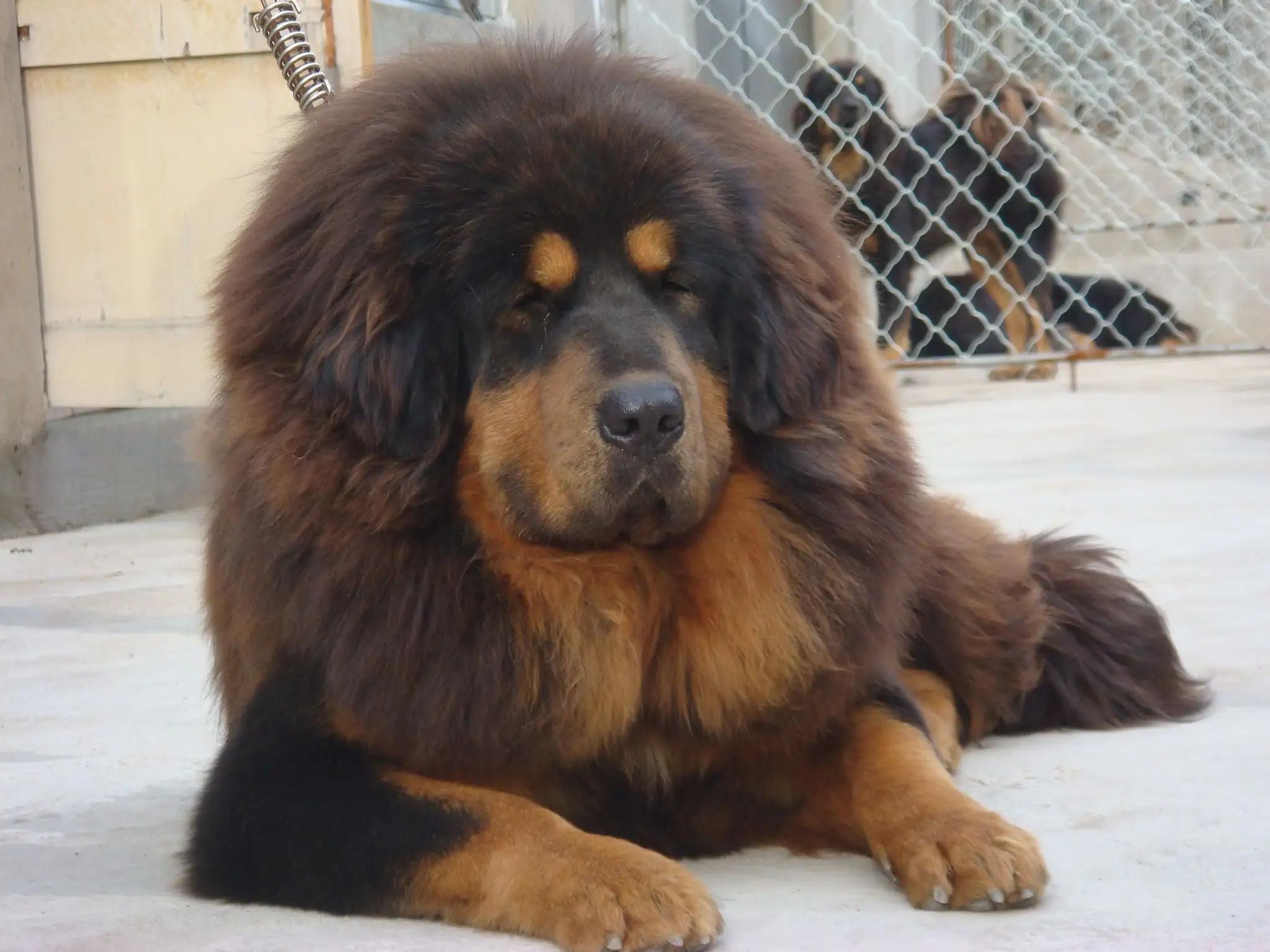 Loyal Dog Breeds: Unwavering Loyalty and Unique Bond