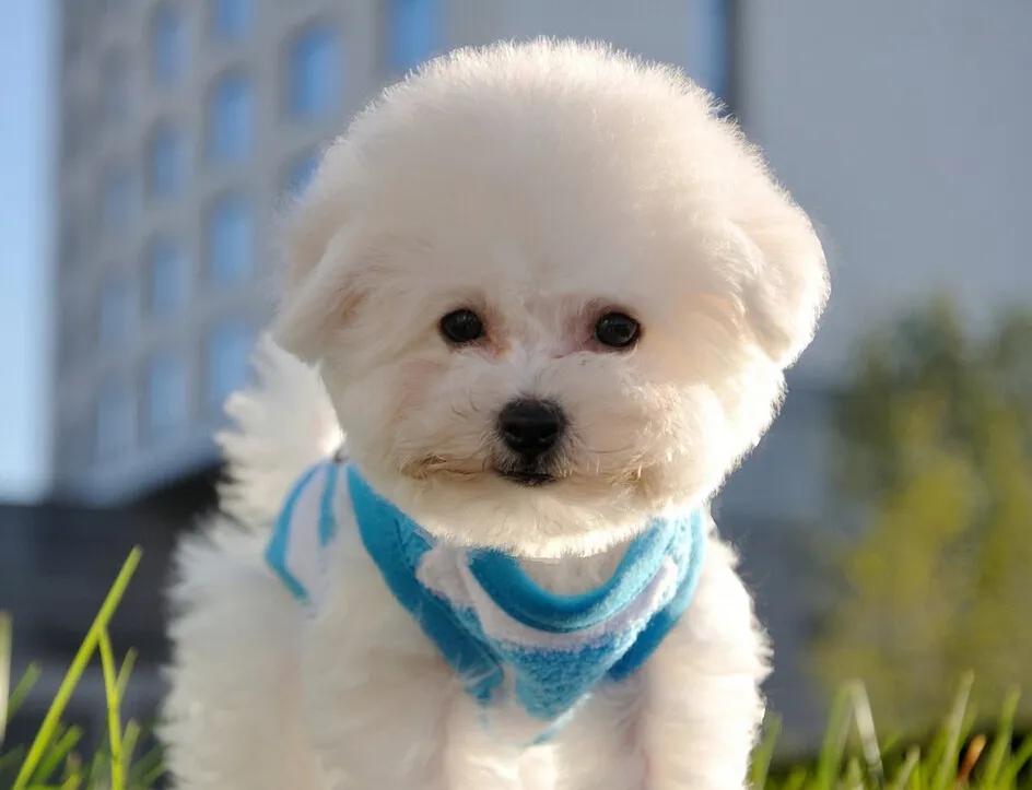 Bichon Frise