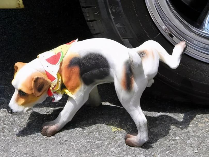 Dog Urine Yellowing Solutions: Essential Health Insights