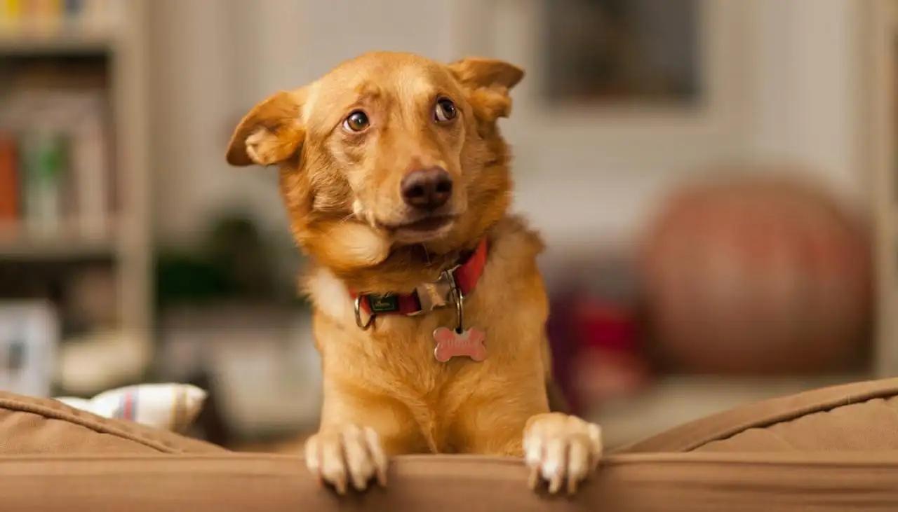 Dog Urinary Health: Prevent Stones Now
