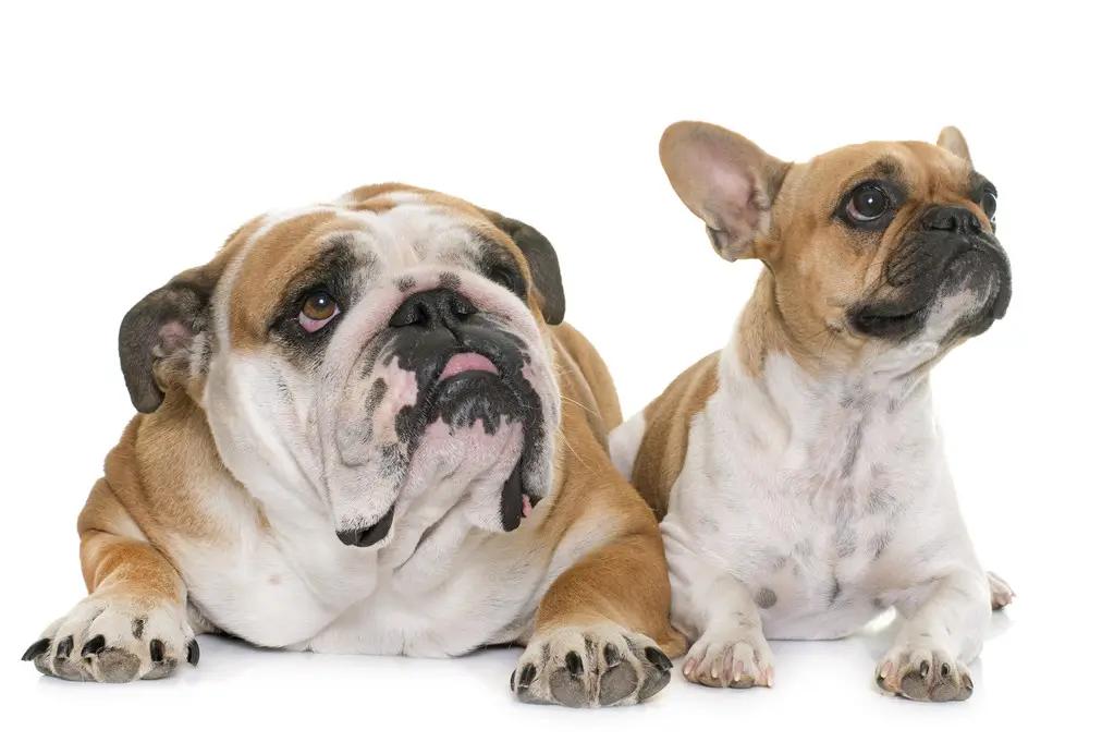 Similar Dog Breeds Challenge: Test Your Expertise