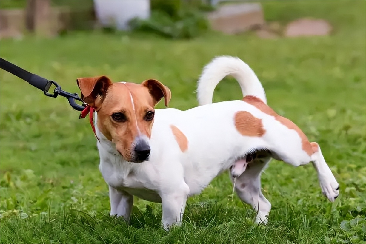 Dog Urine Yellowing Solutions: Essential Health Insights