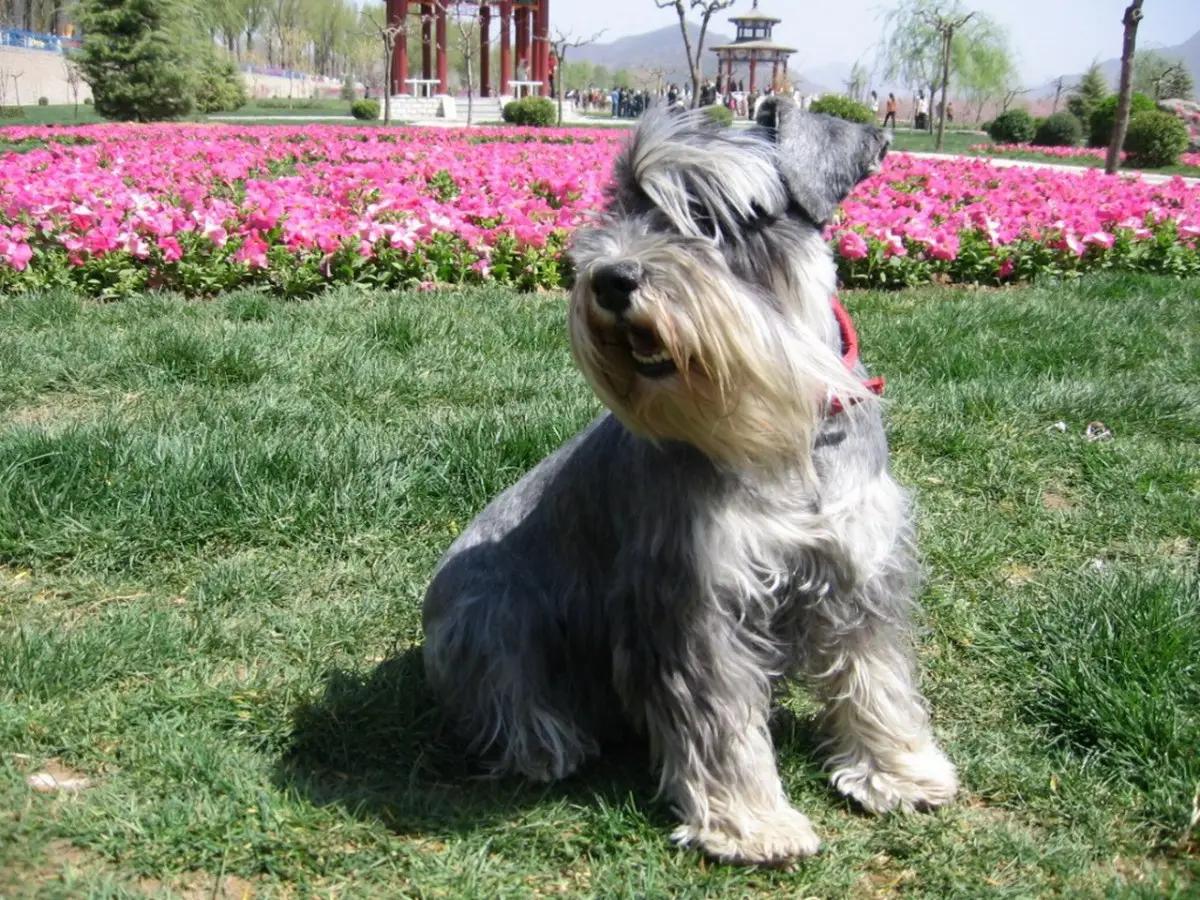 Schnauzer Skin Care