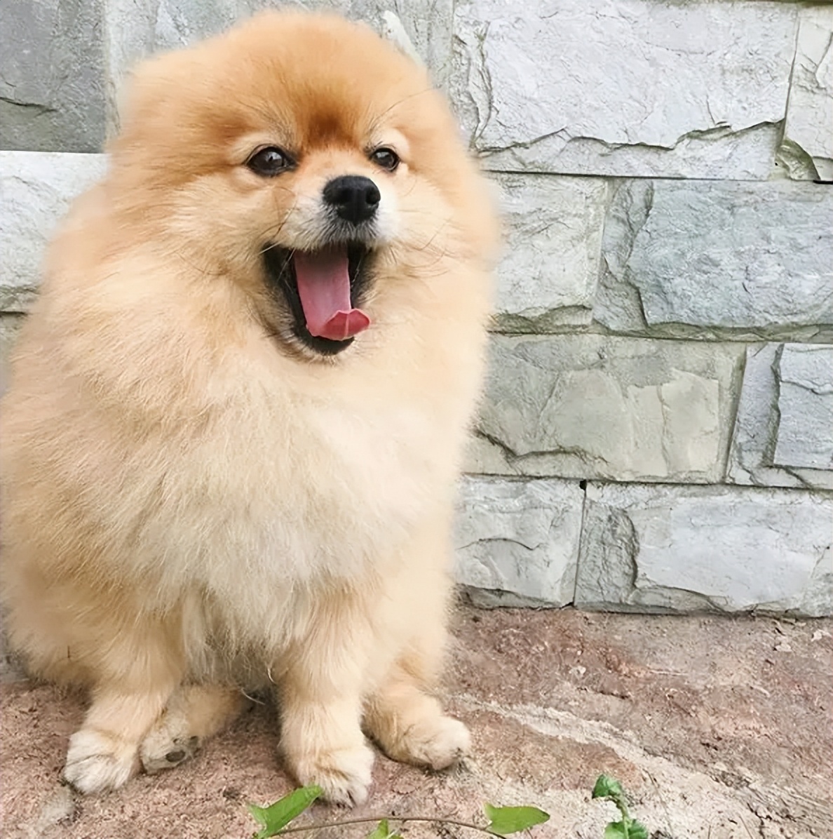 Pomeranian Benefits: Unrivaled Loyalty and Joyful Companionship