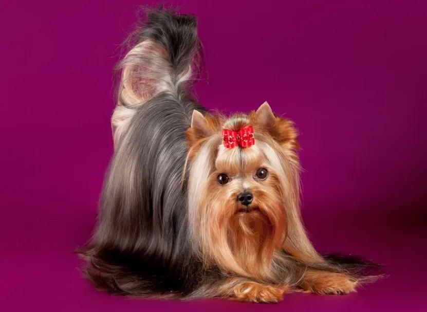 Dog Image 5