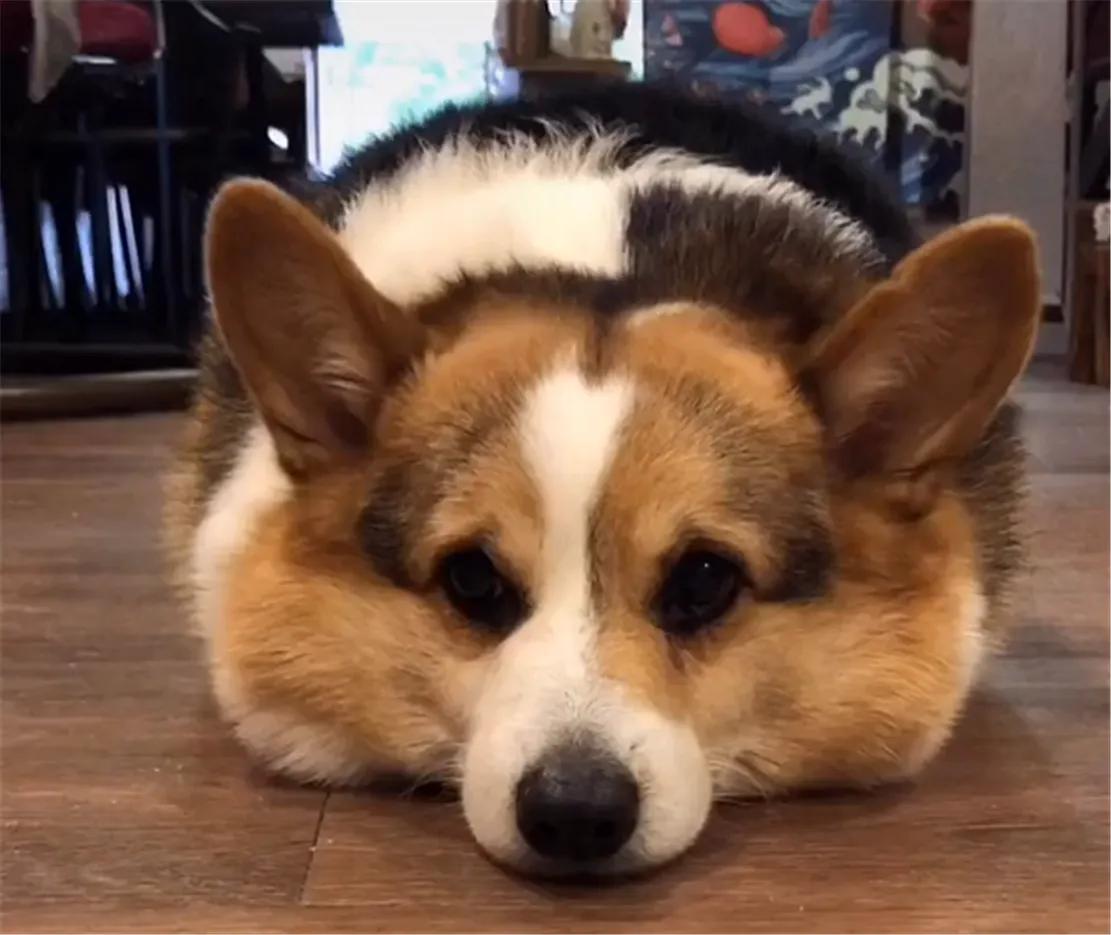 Dog Image 3