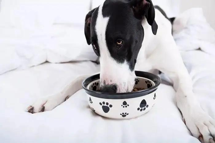 Dog Feeding Mistakes: Protect Your Pet’s Health