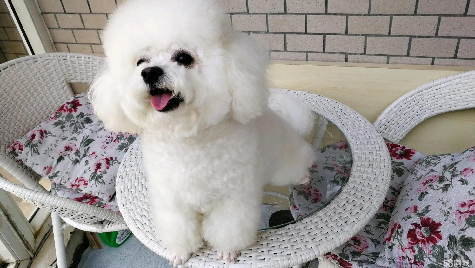 Dog Image 3