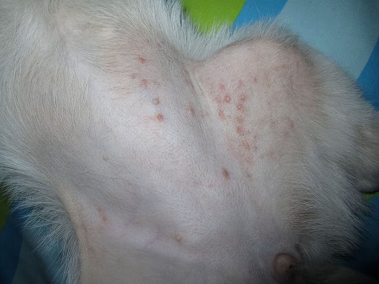Patchy Hair Loss
