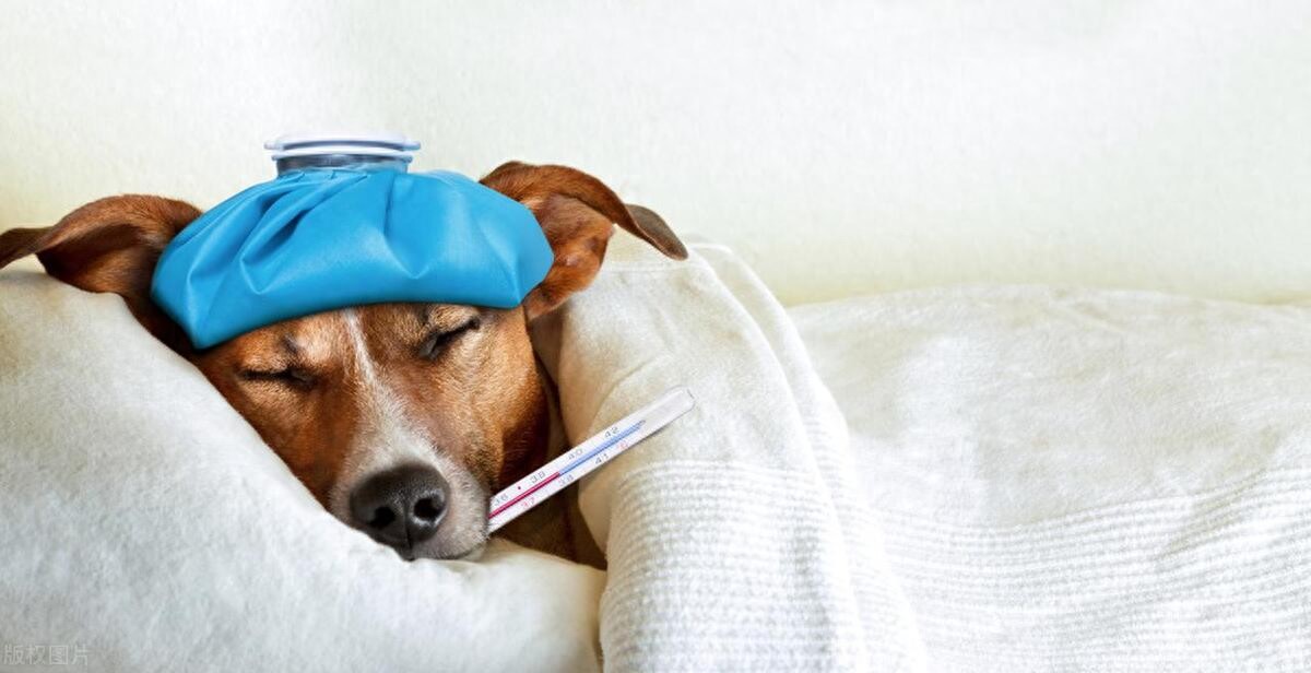 Avoid “Weekday Dogs”: Expert Dog Buying Tips