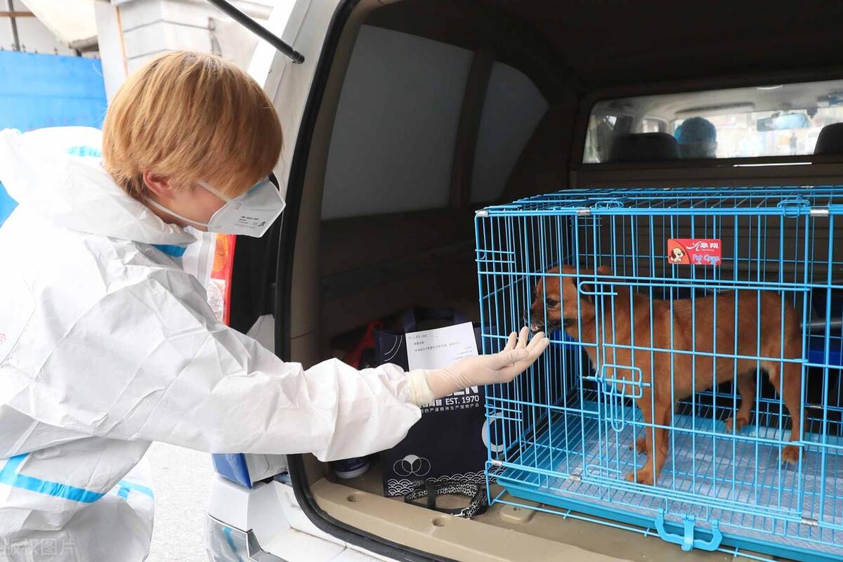 “Affordable Dogs for Sale: Find the Perfect Pet Today”