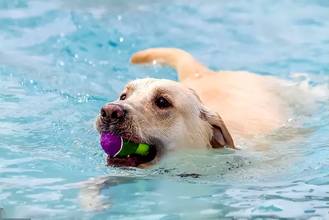 Dog Heatstroke Solutions: Keep Pets Safe in Summer