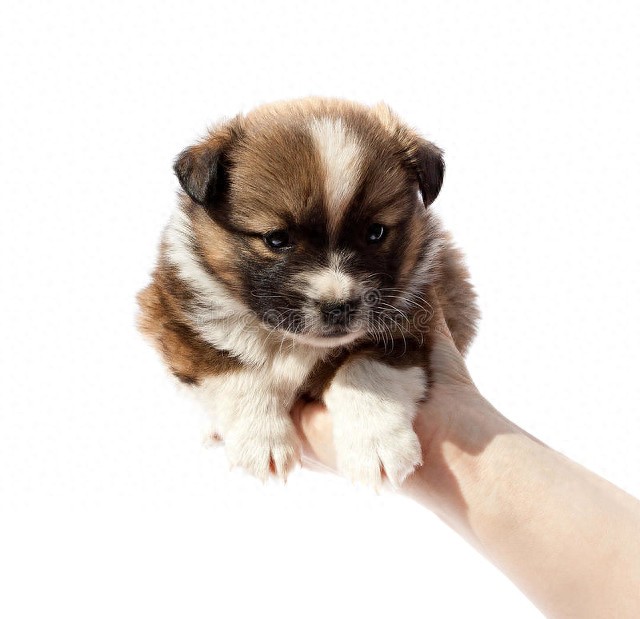 How to Buy a Healthy Dog: 3 Easy Tips
