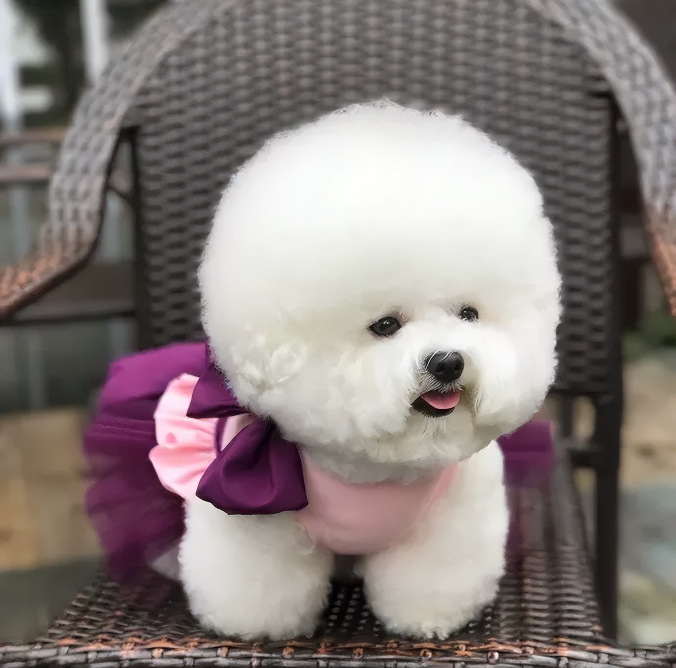 Bichon Frise Benefits: Loyal Companions You’ll Love for Life